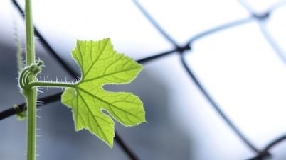 foglia vite